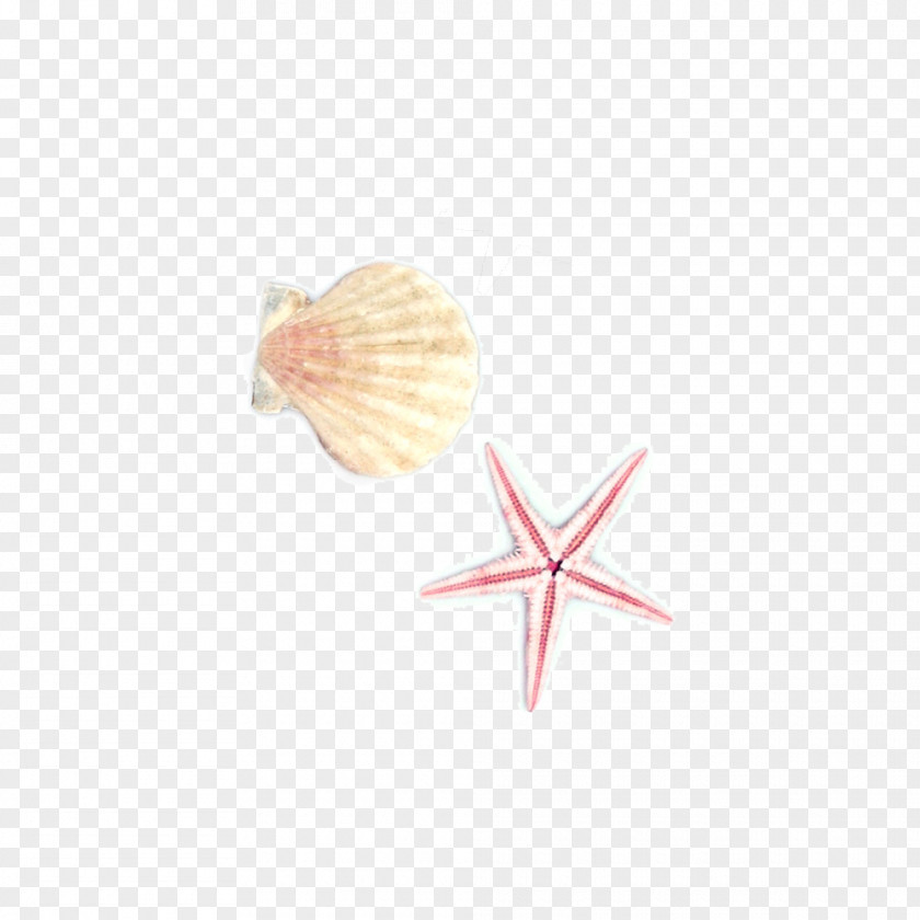 Hand Painted Shellfish Starfish Seashell Euclidean Vector PNG