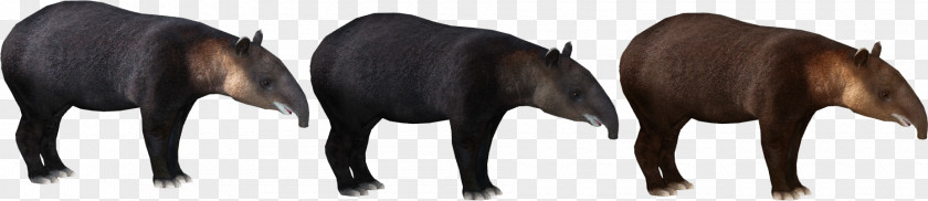 Mountain Tapir Zoo Tycoon 2 South American In PNG