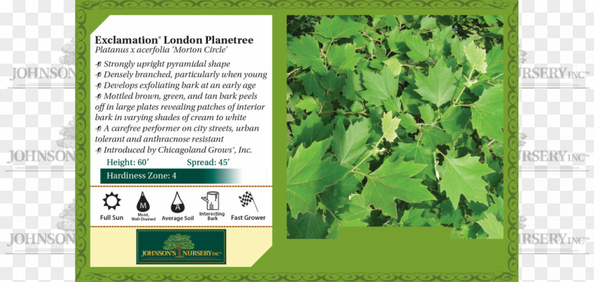 Platanus Orientalis American Sycamore London Plane Keyword Tool Tree Leaf PNG