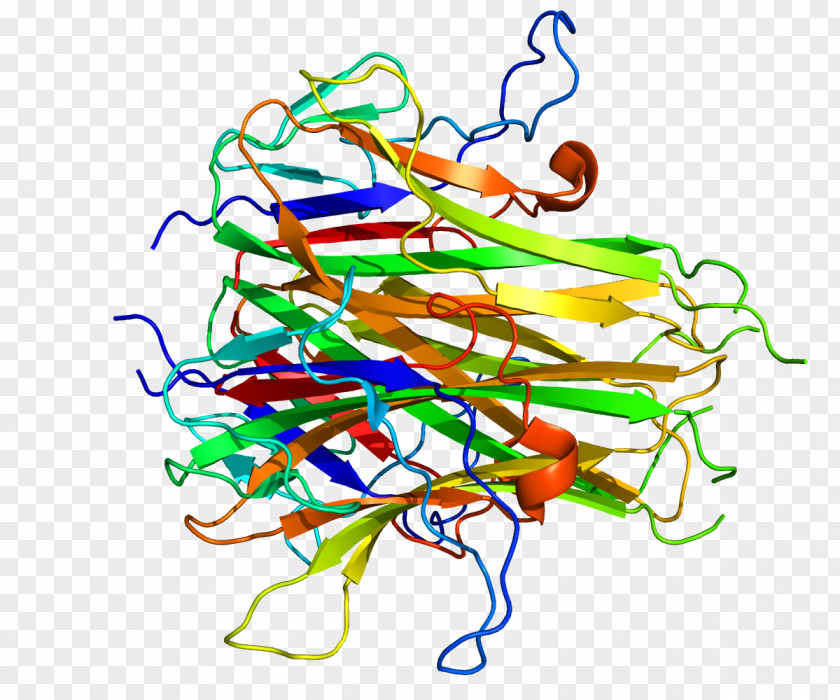 Vascular Endothelial Growth Inhibitor Tumor Necrosis Factor Superfamily Death Receptor 3 Protein PNG