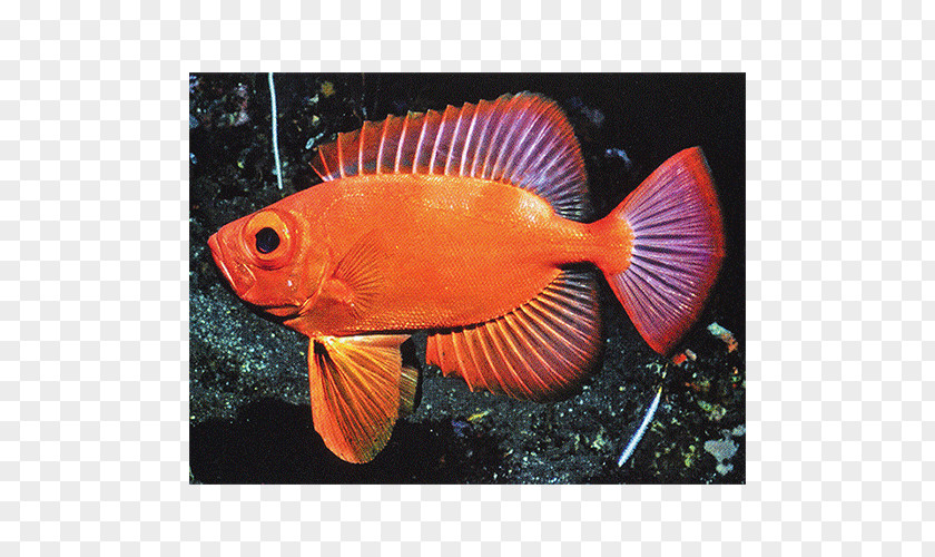 Aquariums Marine Biology Coral Reef Fish Fauna PNG