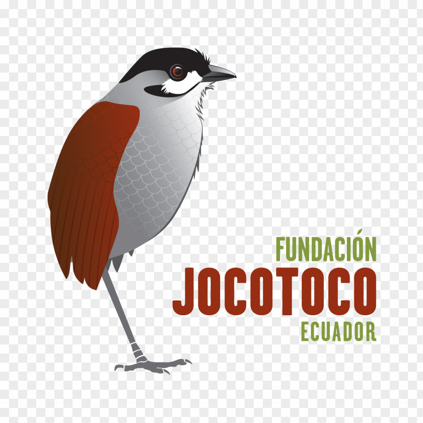 Fj 2018 Fundación De Conservación Jocotoco Loja Antpitta Conservation Quito PNG