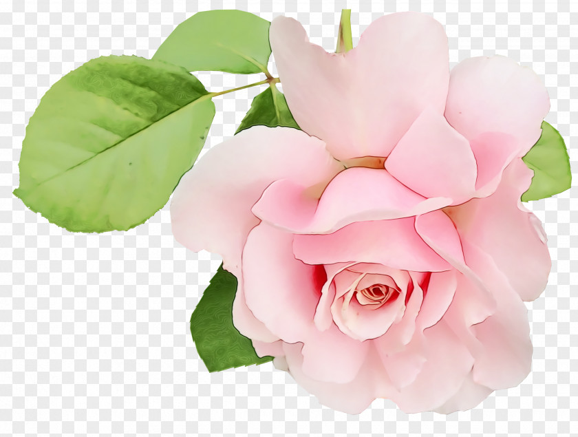 Garden Roses PNG