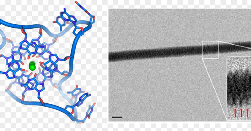 Gquadruplex The Double Helix: A Personal Account Of Discovery Structure DNA G-quadruplex Nucleic Acid Helix PNG