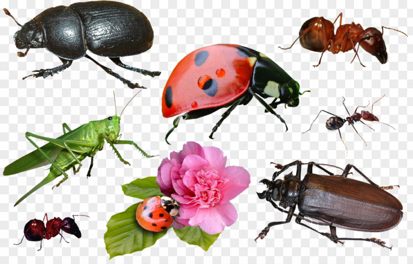 Insect DeviantArt Weevil PNG