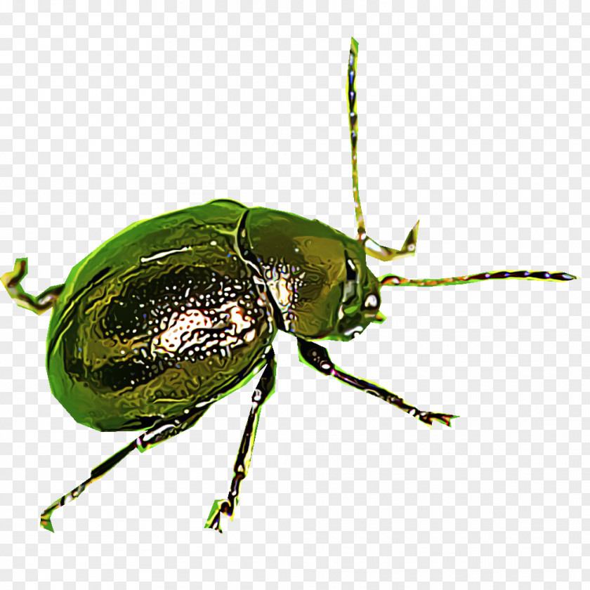 Insect Identification Leaf Beetles Scarabs Dung Beetle Ground PNG