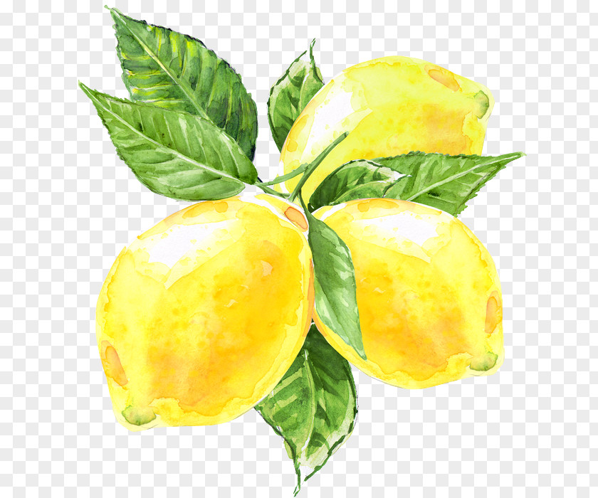 Pouteria Caimito Food Lemon Tree PNG