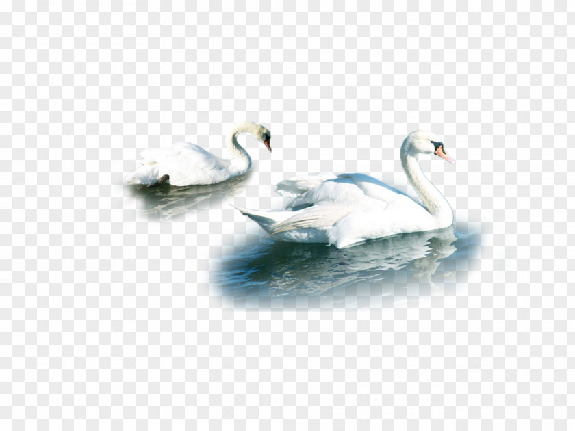 Swan Cygnini Duck Water Beak Feather PNG