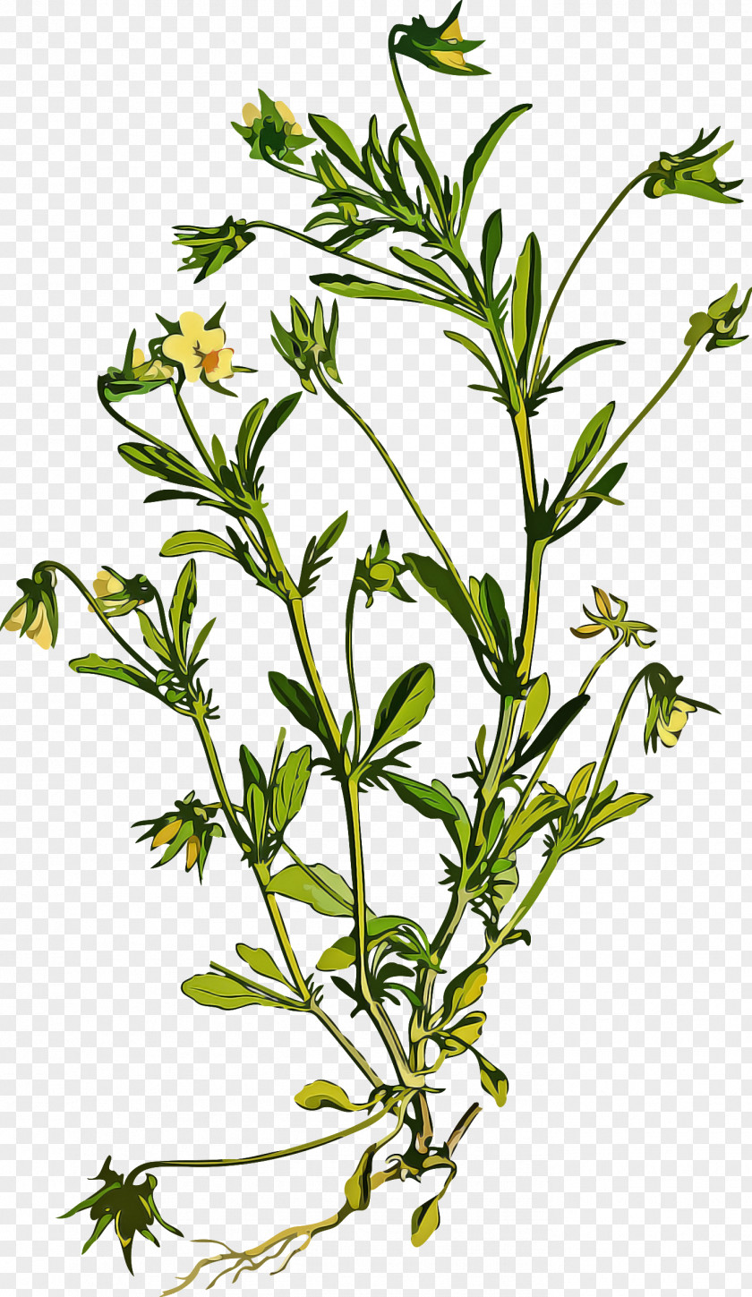 Flower Plant Subshrub Herb Stem PNG