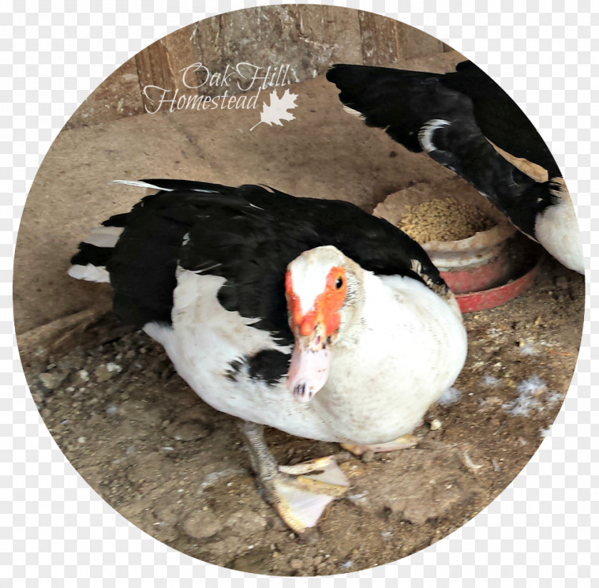 Duck Beak Puffin Fauna PNG