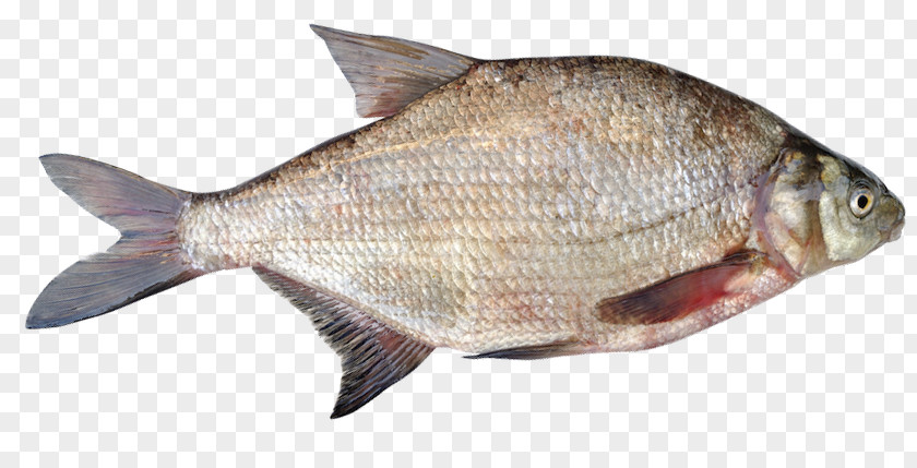 Fish Common Bream Products Tilapia PNG