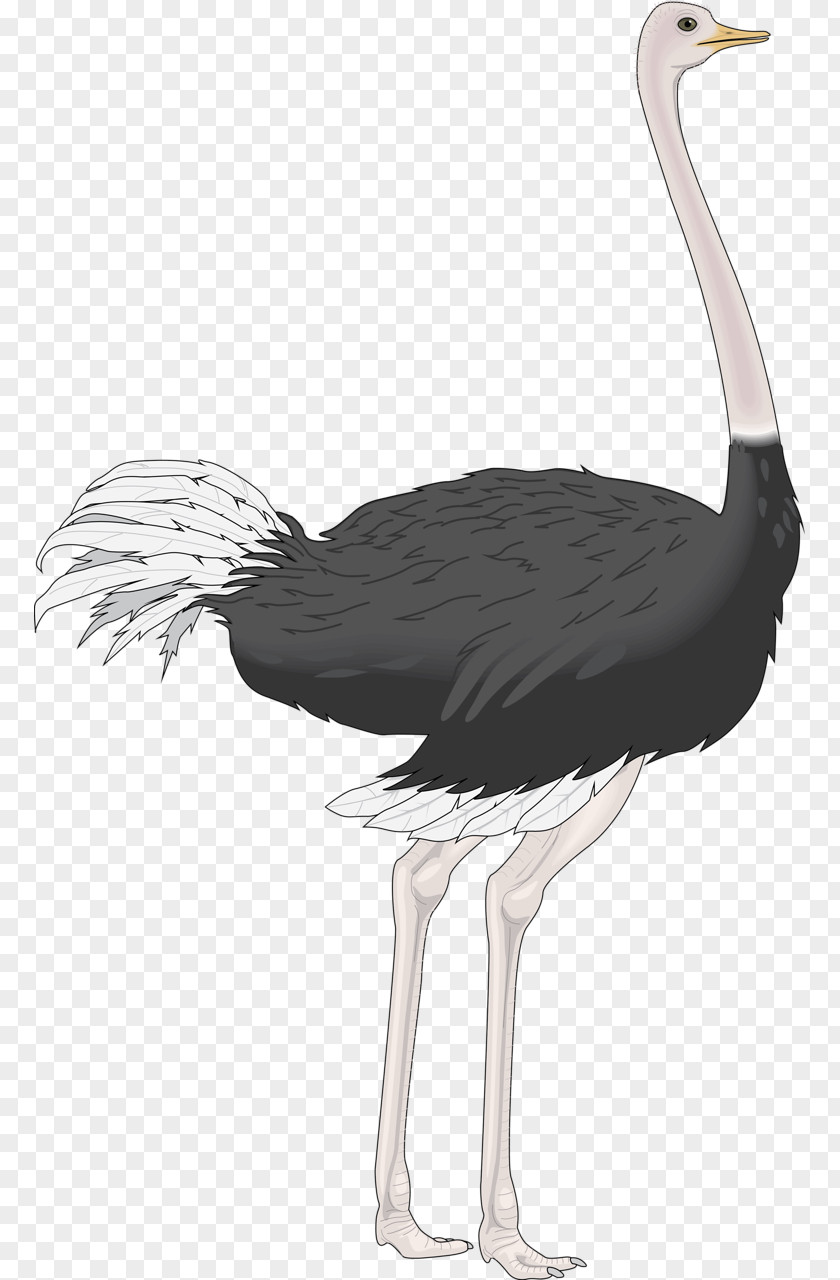 Ostrich Common Bird Clip Art PNG