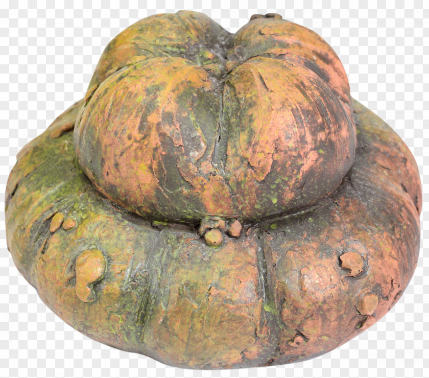 Pumpkin Cucurbita Winter Squash Gourd Calabaza PNG