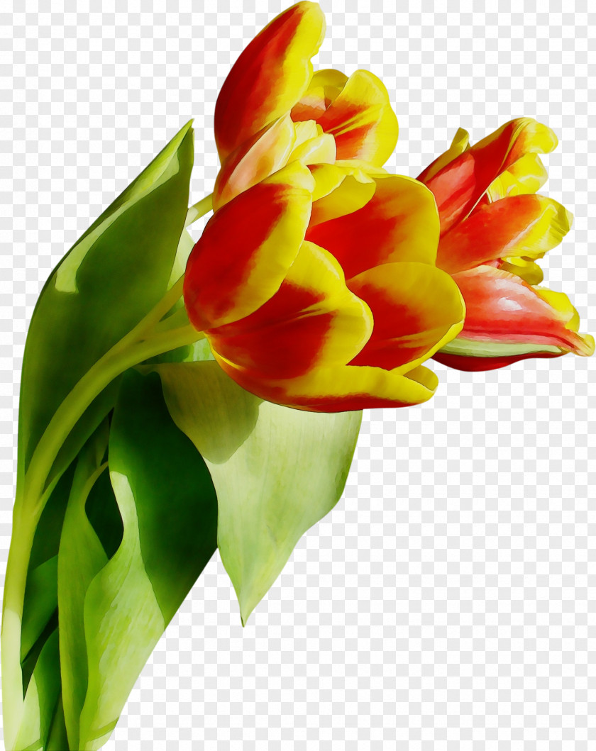 Artificial Flower Tulip PNG