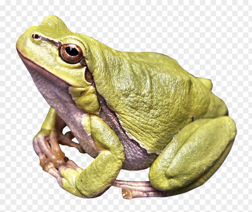 Frog Amphibian PNG