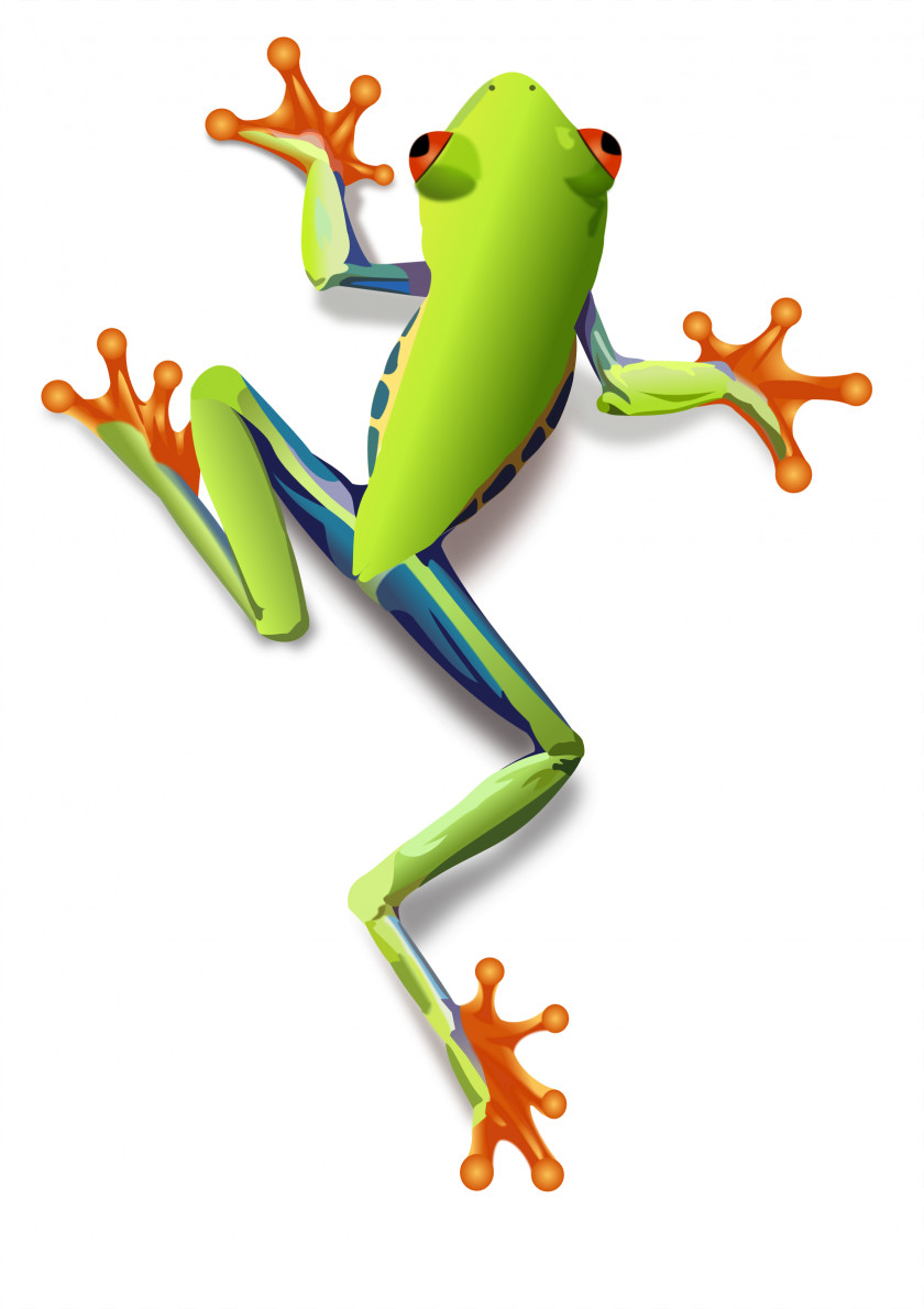 Frog The Tree Red-eyed Clip Art PNG