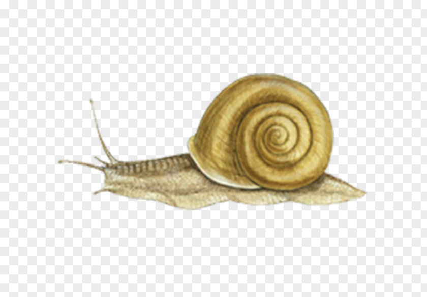 Invertebrate Pond Snails Ostreoida Slug Stock Photography PNG