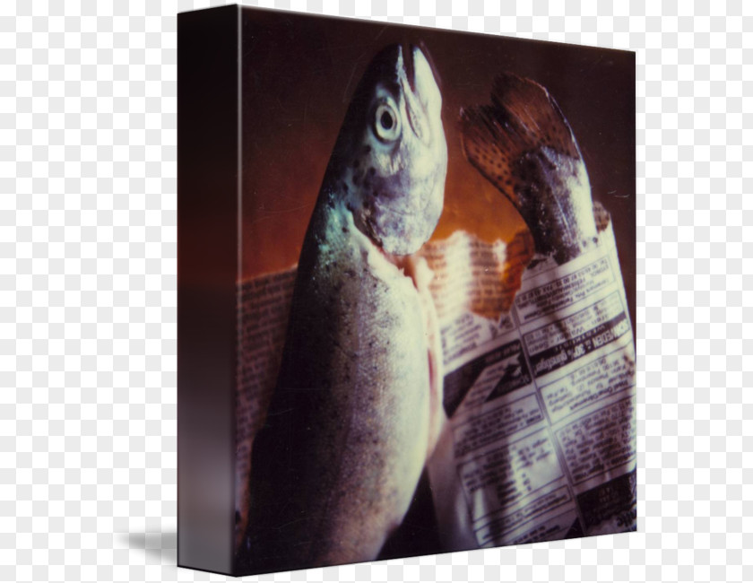 Polaroid Sx70 Fish PNG