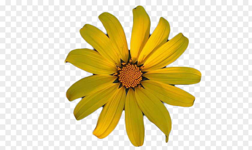 Yellow Wild Chrysanthemum Indicum Tea Oxeye Daisy PNG