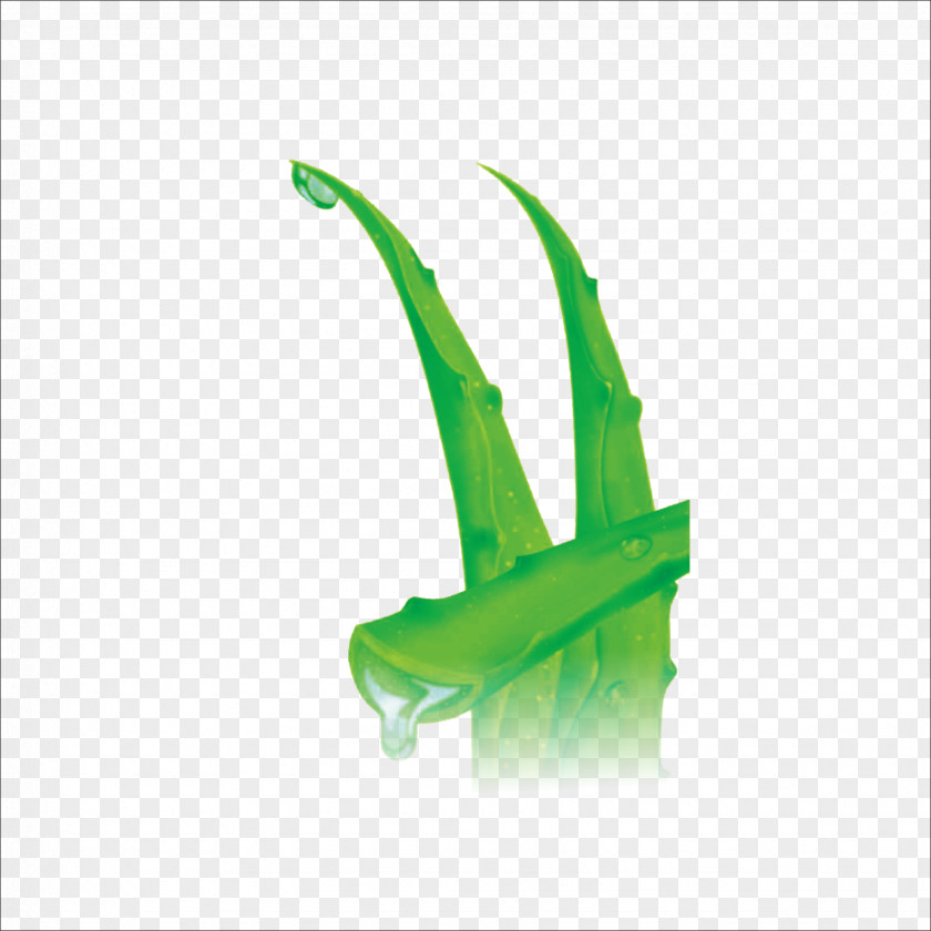 Aloe Download Icon PNG