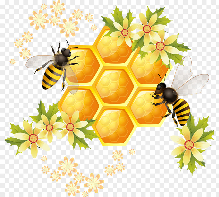 Bee Honey Honeycomb Illustration PNG