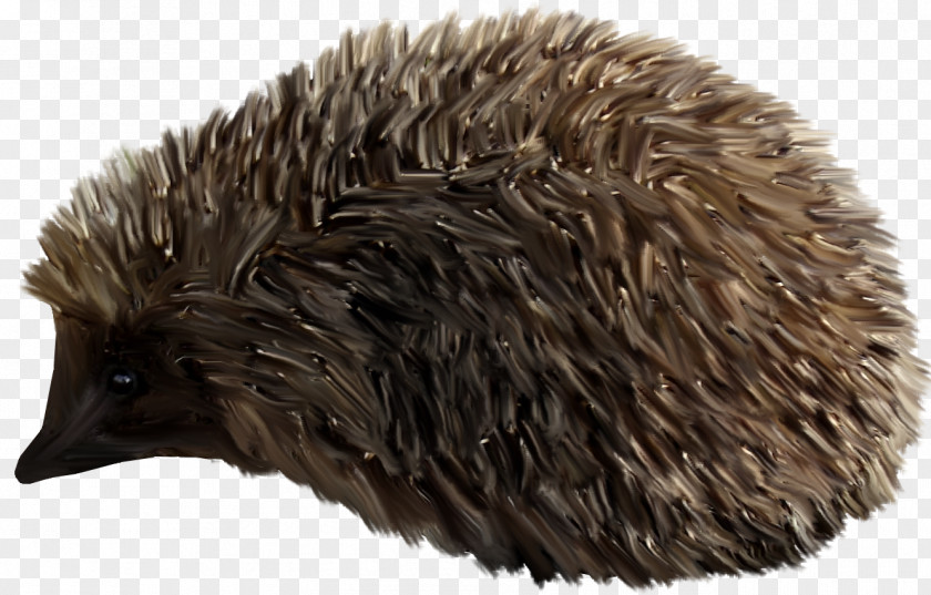 Brown Hedgehog Domesticated Clip Art PNG