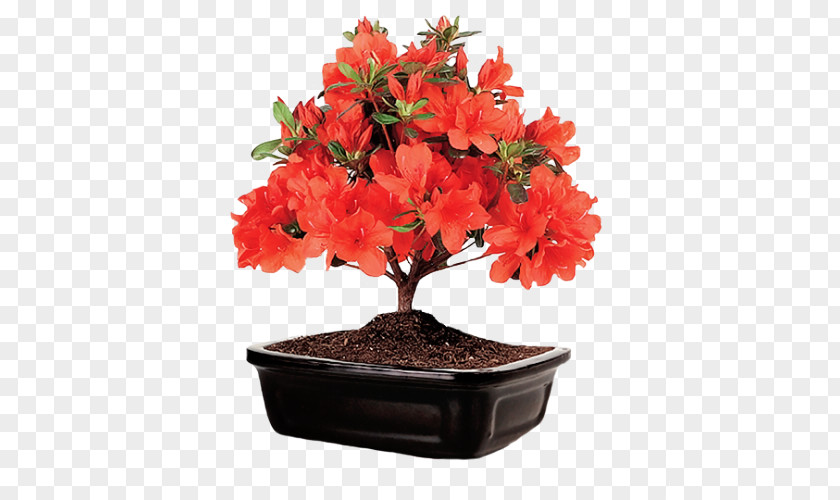Post It Bonsai Satsuki Azalea Flower Ficus Retusa PNG