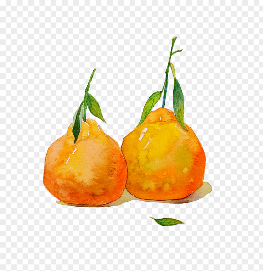 Two Hand-painted Oranges PNG