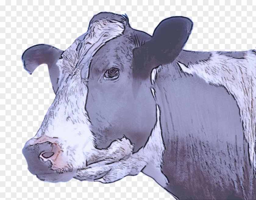 Calf Drawing Dairy Cow Bovine Head Snout Livestock PNG