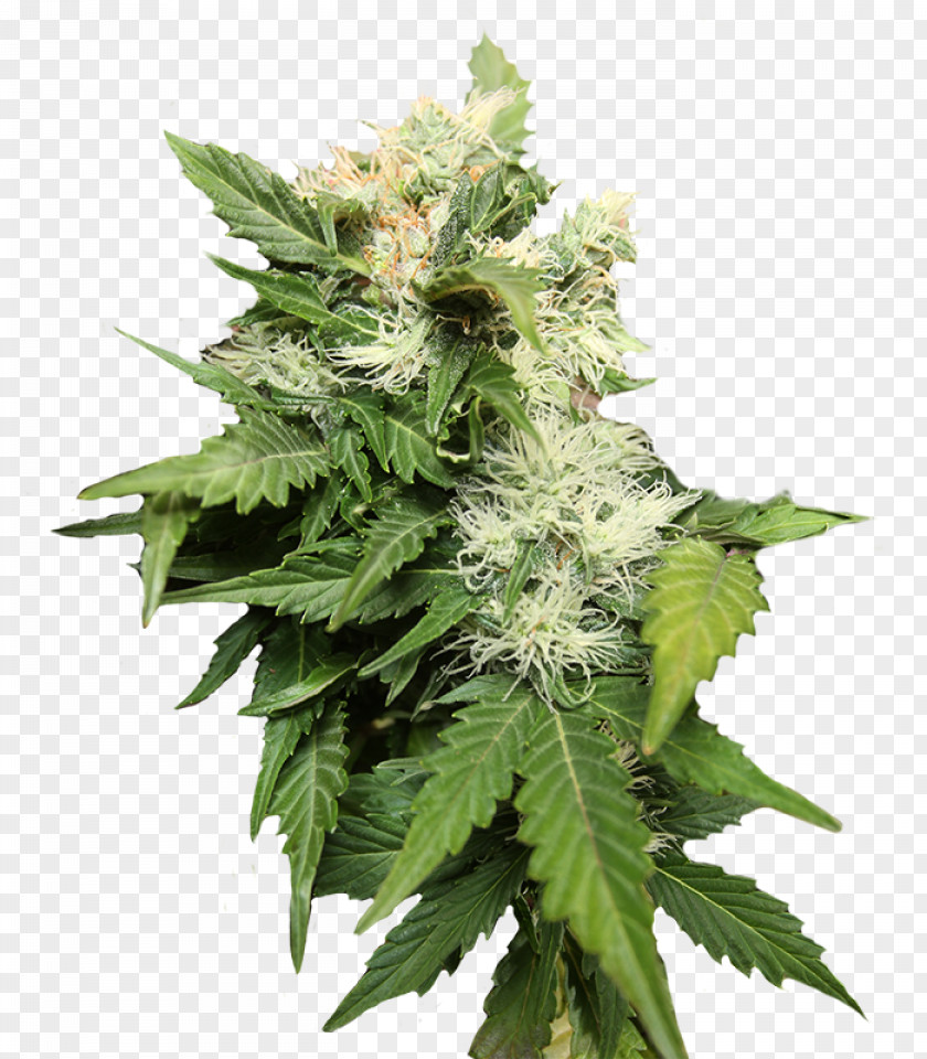 Cannabis Sativa Seed Grow Shop Hemp PNG
