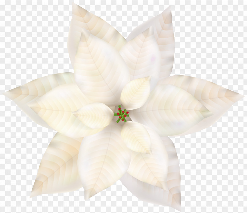 Christmas White Poinsettia Clip Art Petal PNG