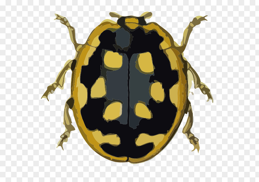 Coccinella Septempunctata Beetle Graphic Design Animal PNG