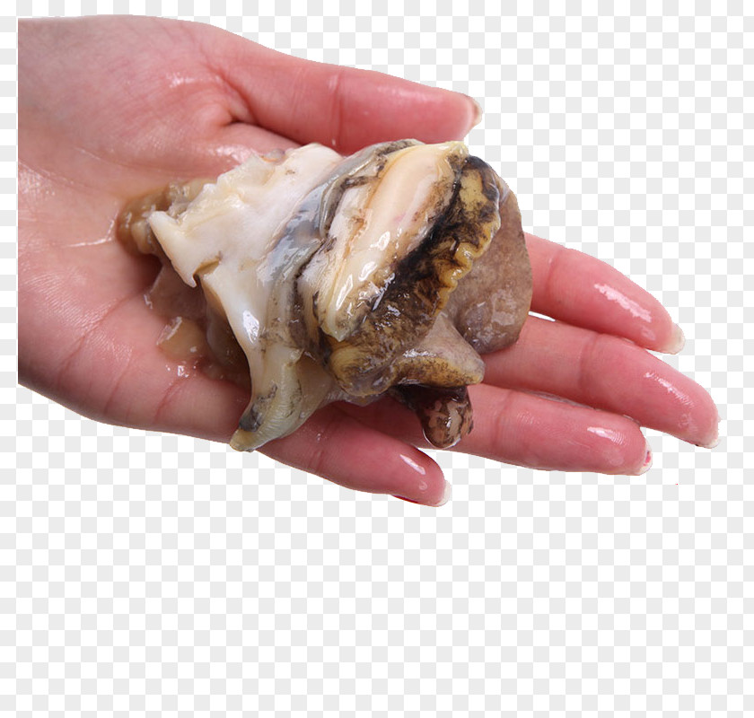 Conch Meat Head Seafood Clam Sea Snail Crab PNG