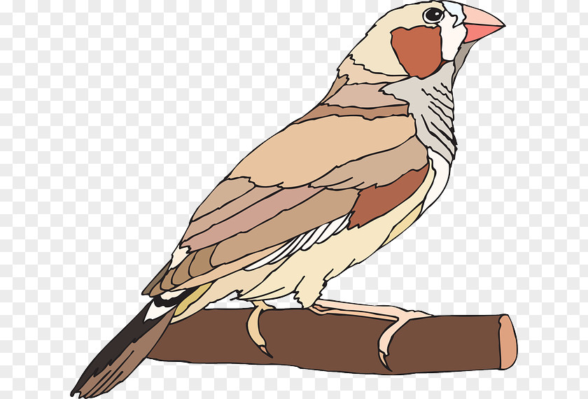 Finch Finches Royalty-free Clip Art PNG