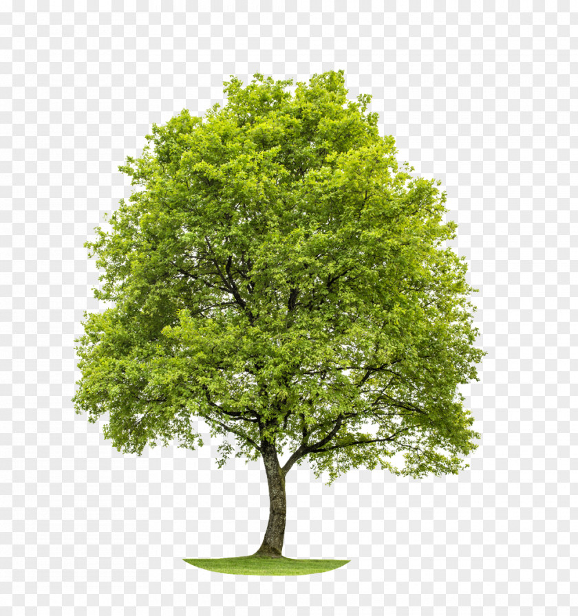 Forest Woodland And My Pocket Garden Tree PNG