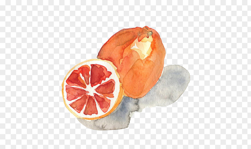 Grapefruit Watercolor Picture Material Painting Printmaking Art PNG