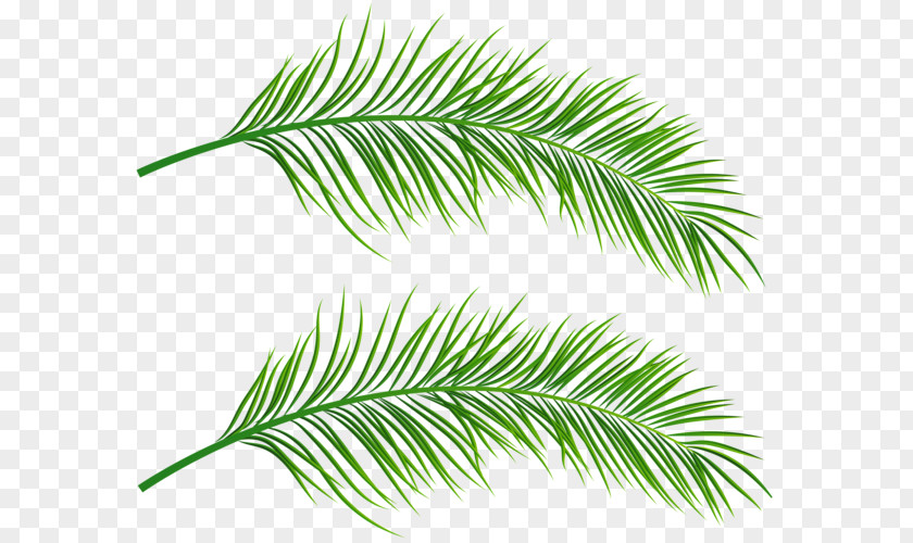 Leaf Asian Palmyra Palm Clip Art Trees PNG