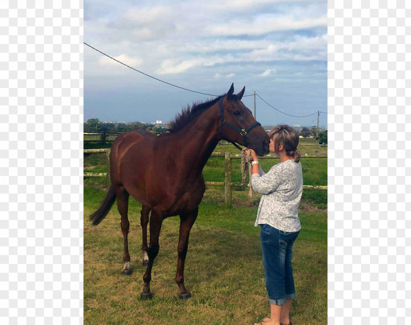 Mustang Mare Stallion Halter Foal PNG