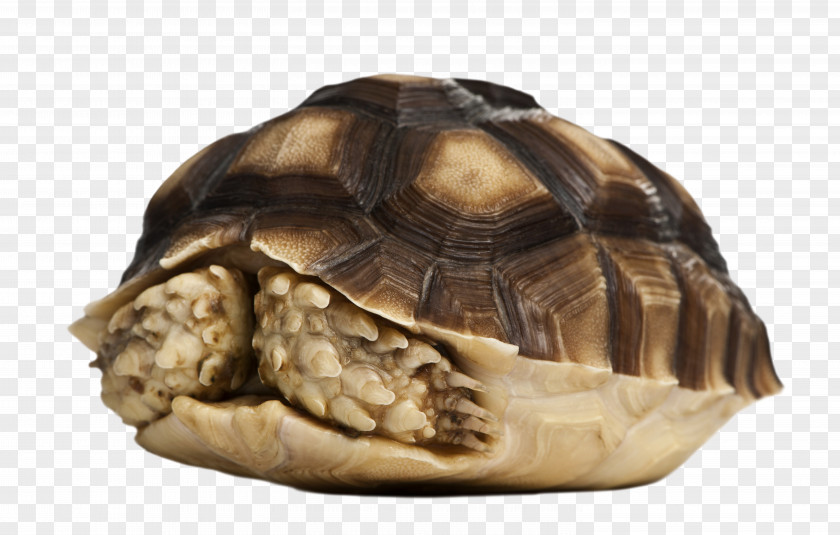 Turtle Decoration African Spurred Tortoise PNG