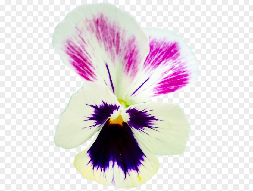 Viola Bubble Pansy Clip Art Graphic Design Flower PNG