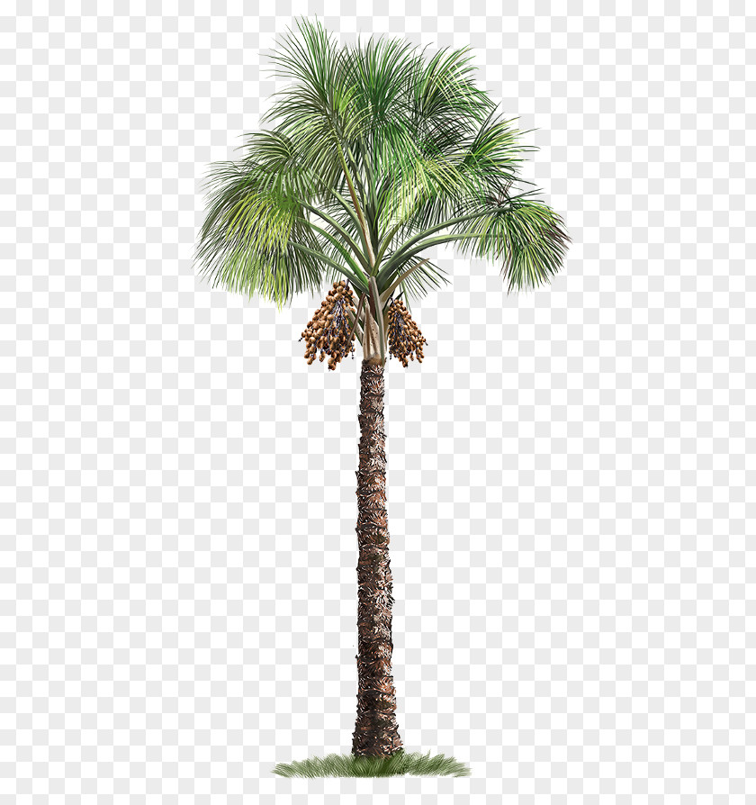 Washingtonia Filifera Sago Palm Cycad Trees Mexican Fan PNG
