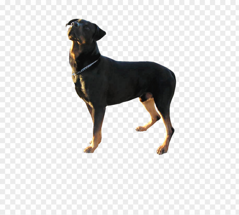 Cachorros German Pinscher Manchester Terrier Austrian Black And Tan Hound Smaland Transylvanian PNG