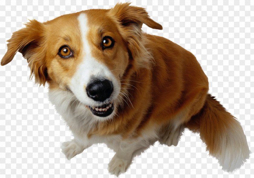 Cat Bulldog Bichon Frise Puppy Psychology A2: The Exam Companion PNG
