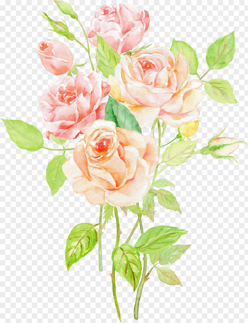 Creative Valentine's Day Garden Roses Beach Rose Centifolia Flower PNG