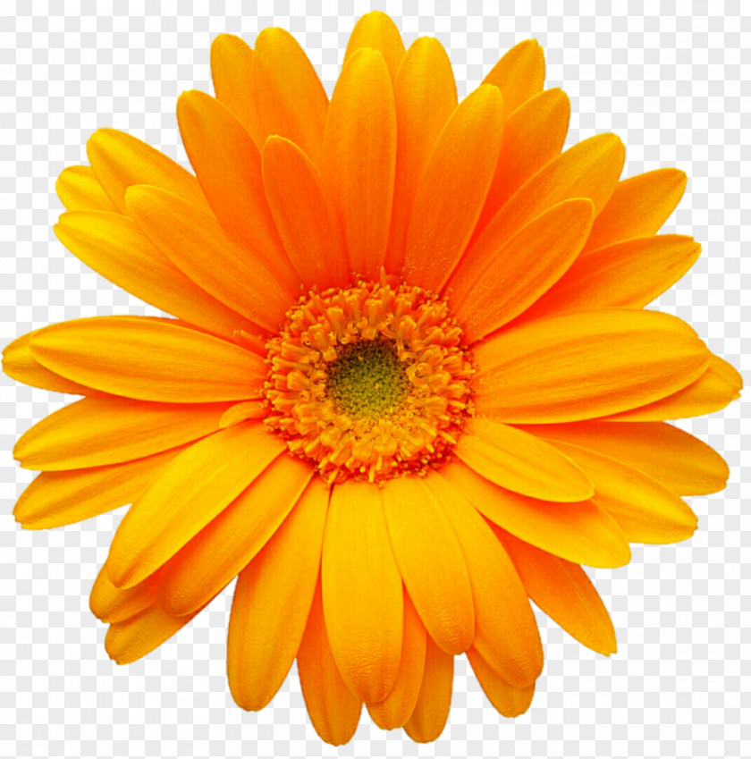 Flower Common Sunflower Desktop Wallpaper Linocut PNG