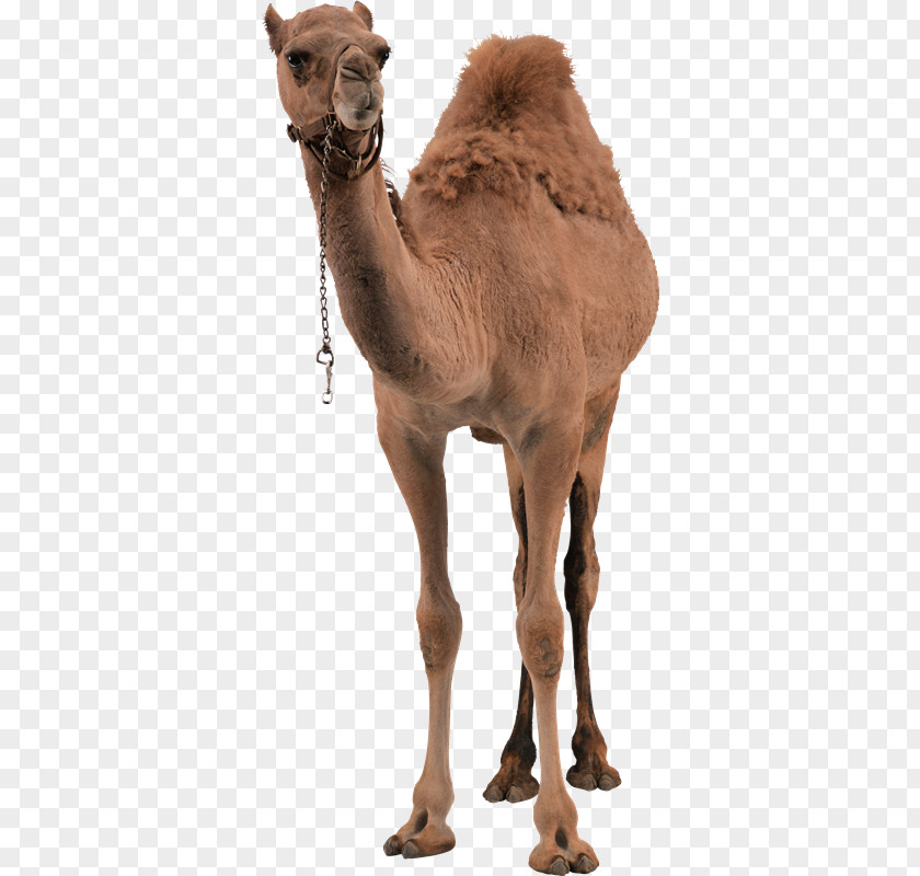 Camel Dromedary Bactrian PNG