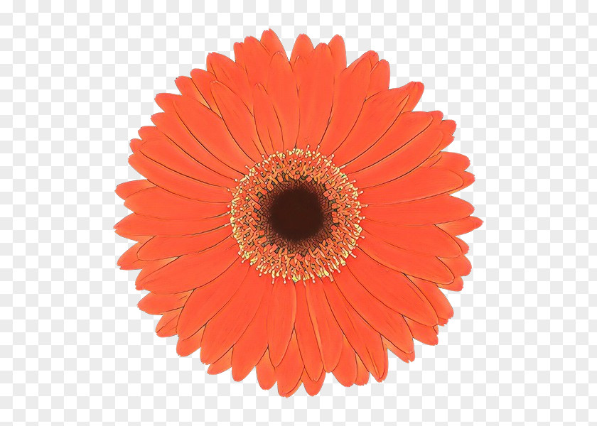 Daisy Family Cut Flowers Orange PNG