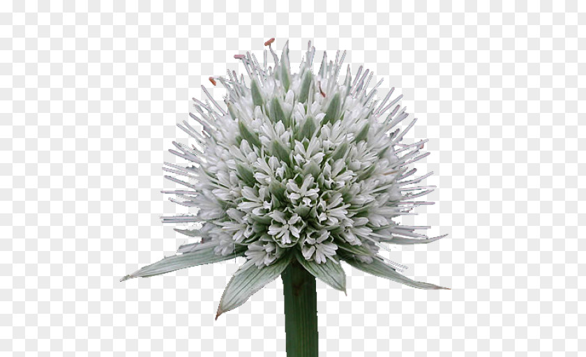 Detritus Chives Cut Flowers PNG