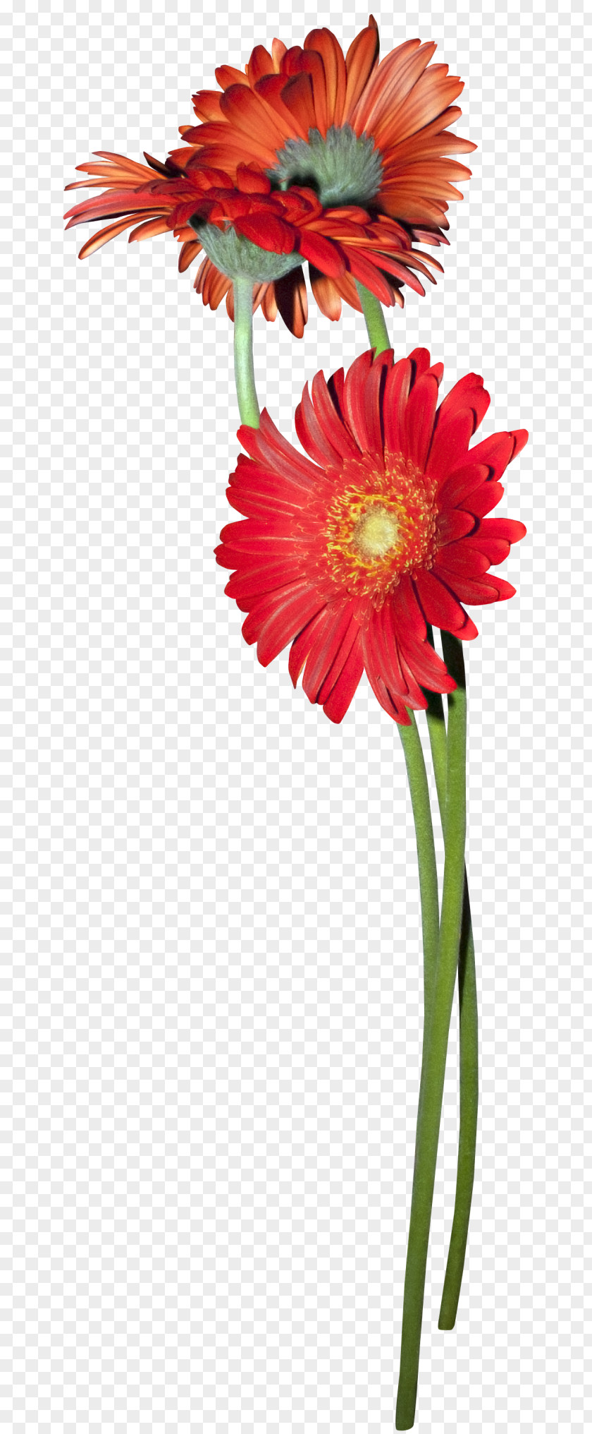 Flower Cut Flowers Transvaal Daisy Clip Art PNG