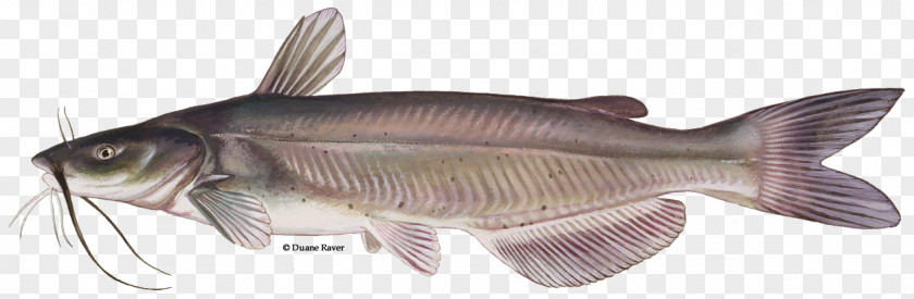 Freshwater Fishes Channel Catfish Fishing Barbel PNG